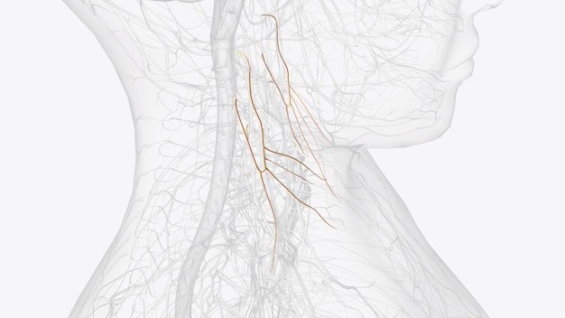 写真 アンサ・セルビカリス (ansa cervicalis) は子宮骨の筋肉の分岐から形成されたループで子宫脊神経 (c1c3) の分岐によって形成される