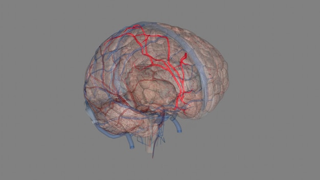 Фото Передняя церебральная артерия является конечной ветвью коммуникационного сегмента c7 внутренней сонной артерии