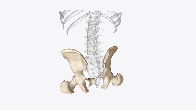 Фото Аппендикулярный скелет - одна из двух основных групп костей в организме