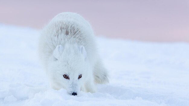 사진 겨울 모피의 북극 여우, vulpes lagopus, svalbard, longyearbyen