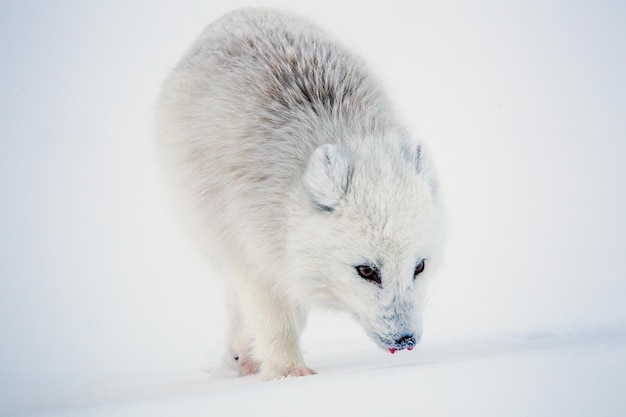 写真 冬の毛皮のホッキョクギツネ、vulpes lagopus、スバールバル諸島、ロングイェールビーン