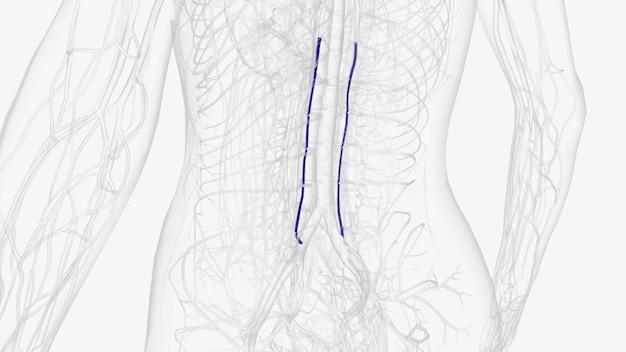 사진 상승하는 허지 정맥은 척추의 쪽에 있는 허지 영역을 가로질러 올라가는 정맥입니다.