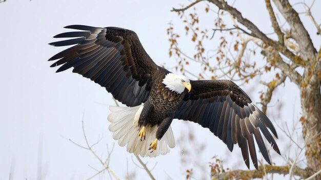 Фото Лысый орел взлетает против генеративного ай