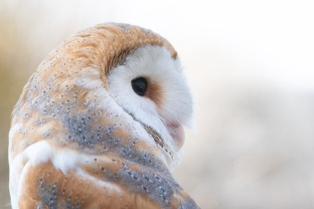 写真 メンフクロウ、tyto alba、クローズアップの肖像画。