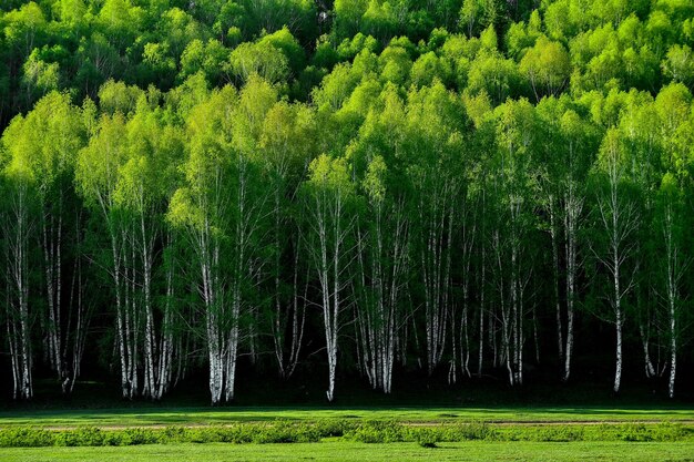 사진 봄에 헤무 마을 신장 (hemu village xinjiang) 의 아름다운 버드나무 숲은 마치 동화처럼 아름답습니다.