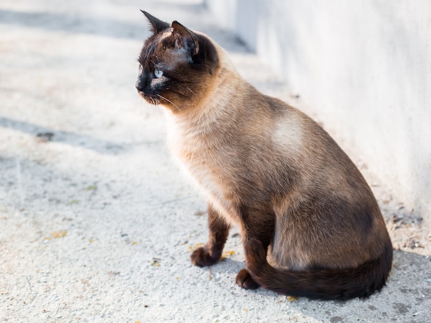 写真 青い目をした美しい茶色の猫、シャム