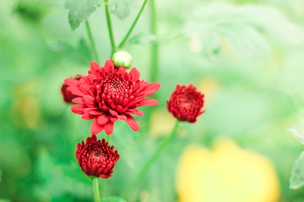 写真 美しい赤いポピーの花自然の背景