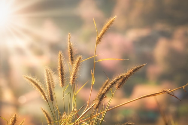 Фото Красота травяных цветов на закате