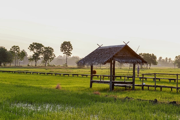 Фото Красота усадеб и рисовых полей утром.