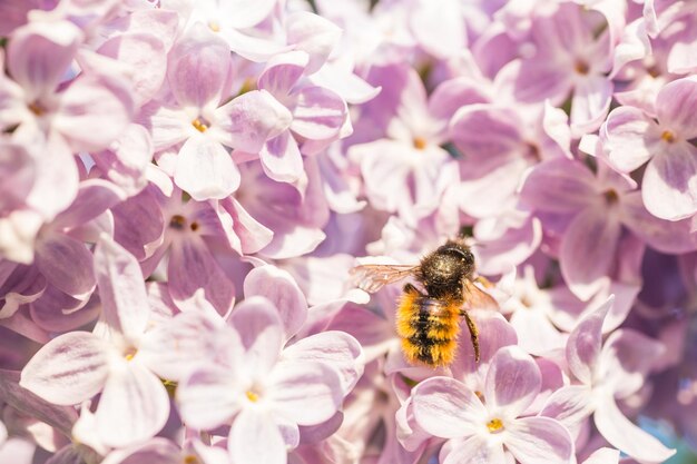 写真 花の上のミツバチ