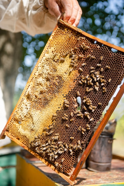 양봉가는 벌통을 열고 꿀벌은 확인하고 꿀을 확인합니다. 벌집을 탐험하는 양봉가.
