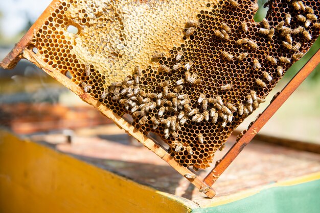 養蜂家は巣箱を開き、蜂はチェックし、蜂蜜をチェックします。養蜂家がハニカムを探索します。