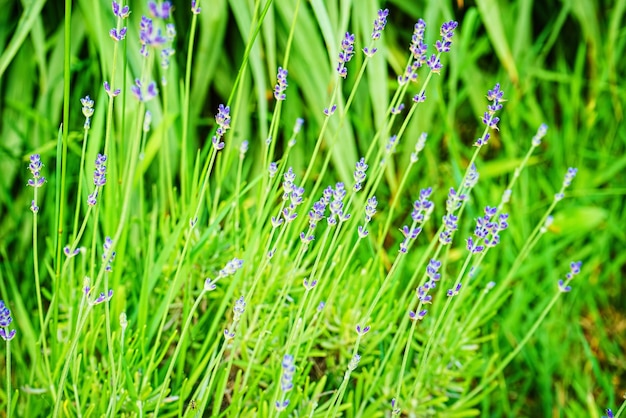 写真 ラベンダーの花の開花の始まり若いラベンダーをクローズアップ