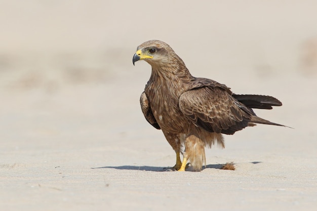 Черный коршун (milvus migrans) - хищная птица среднего размера из семействаaccipitridae.