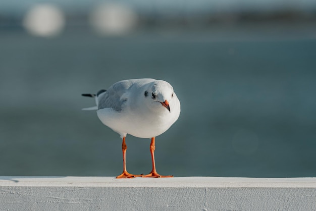 写真 バルト海の桟橋フェンスに冬羽のユリカモメの成鳥