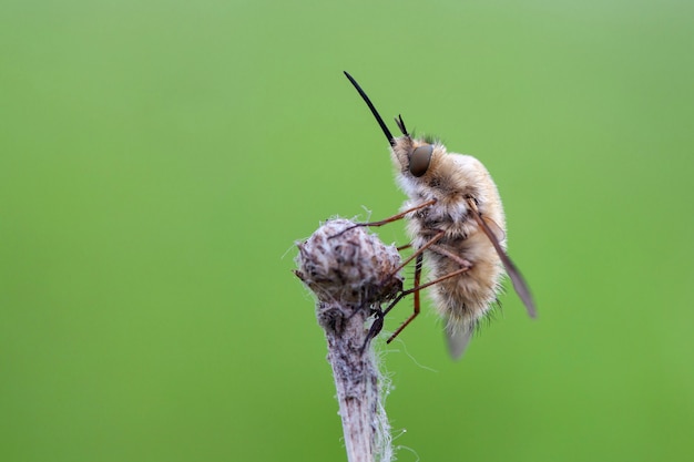 Фото bombyliidae - это семейство мух. их общее название - пчелиные мухи или скромные мухи.