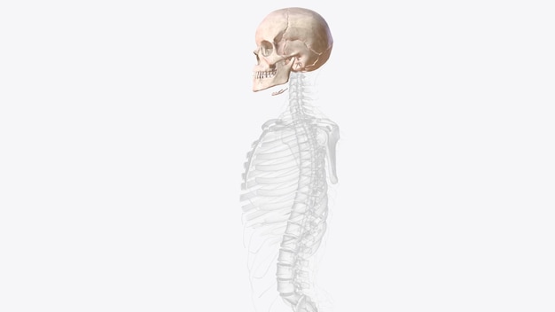 사진 두개골의 는 두개골 골격으로 구성된 22개의 로 이루어져 있으며, 뇌를 둘러싸고 있는 8개의 와 얼굴 골격으로 구성되어 있다.