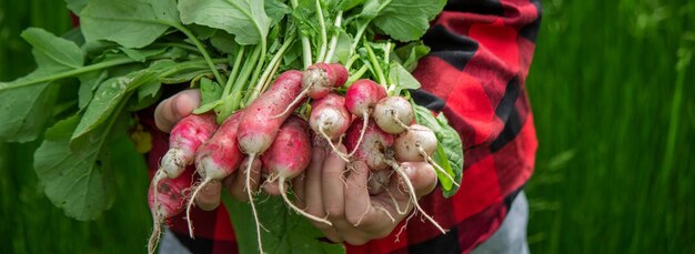 写真 少年は採れたての大根をたくさん抱えている