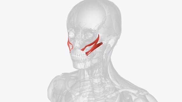 Фото brachialis brachialis anticus, также известный как мышца тейхмана, - это мышца в верхней части руки, которая сгибает локоть