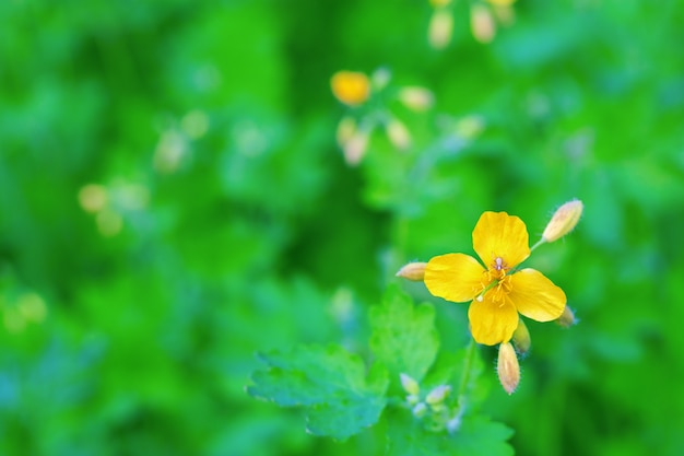 ぼやけた緑の自然にクサノオウの鮮やかな黄色の花。テキストの無料の場所でコピースペース付きグリーティングカード。従来のフラワーデザイン。