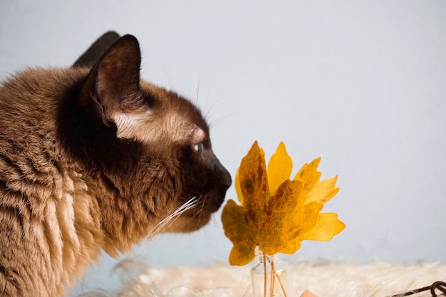 写真 茶色の猫