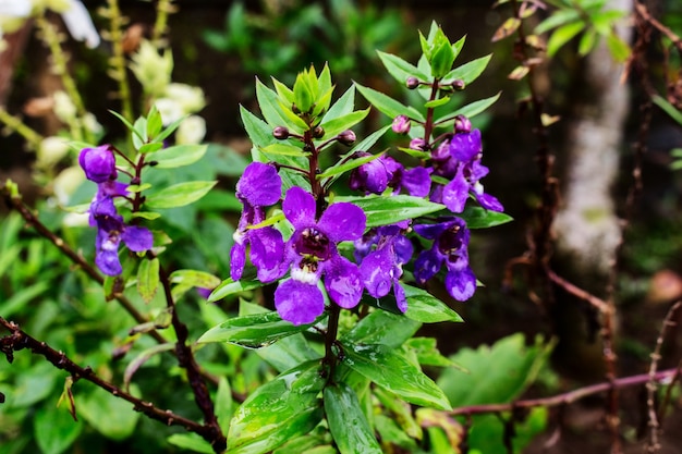 The Bud en Full Blooming of Angelonia