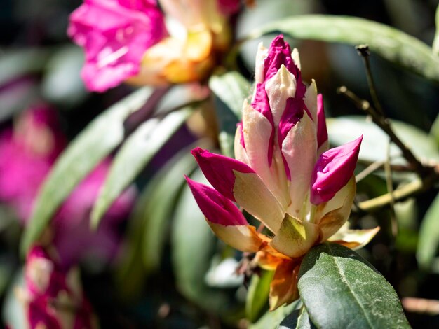 写真 赤いシャクナゲの花のつぼみはまだ咲いていません