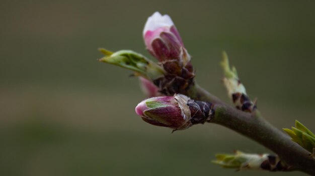 Фото Почки дерева будут цвести весной.