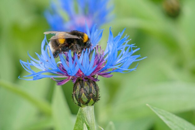 写真 マルハナバチが蜜を集める昆虫 花の受粉 花の蜜 動物の世界