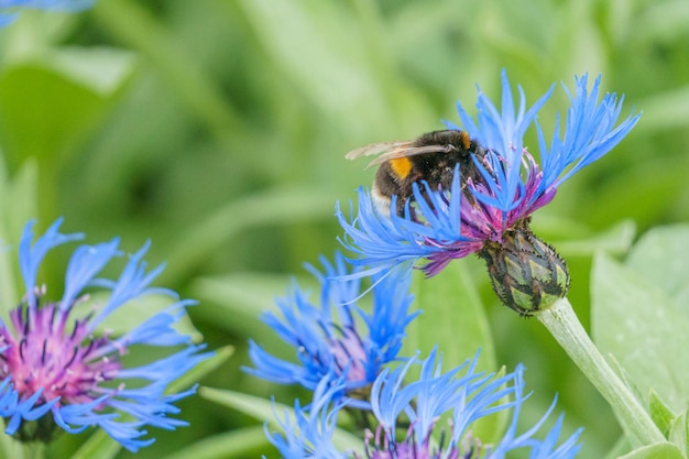 写真 マルハナバチが蜜を集める昆虫 花の受粉 花の蜜 動物の世界