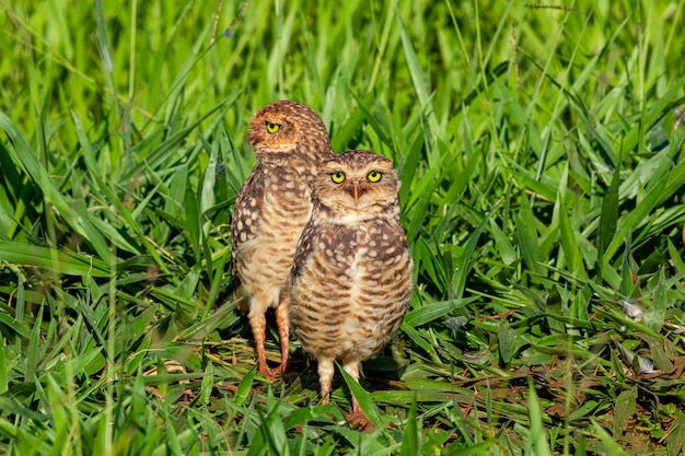 Field Caburet, Beach Owl, Field Owl, Miner라고도 불리는 Burrowing Owl은 땅에 파낸 구멍에 산다고 해서 