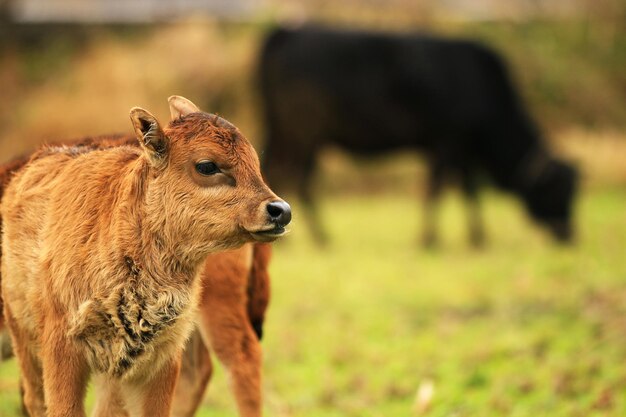 写真 野原でカメラを見ている小牛