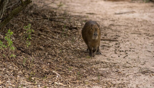 写真 カピバラ は 重い  の 形 の 体 と 短い 頭 を 持っ て い ます