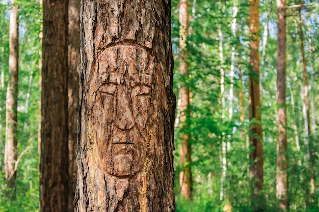 写真 シベリアの針葉樹林の松の木の樹皮に刻まれた顔。古代の人々の生活