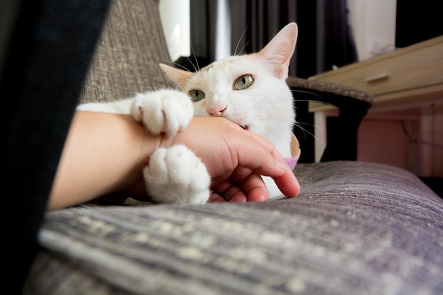 写真 猫は噛んで人間と遊んでいます。