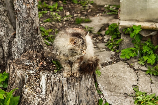 Фото Кот сидит на улице домашняя кошка вышла на прогулку в сад кот позирует