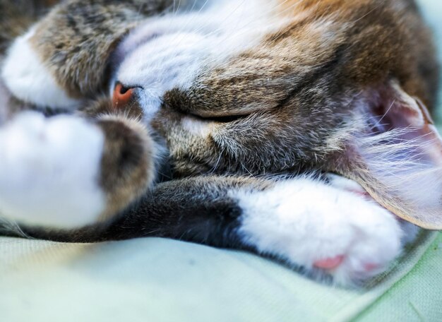 写真 猫は近距離で眠っている