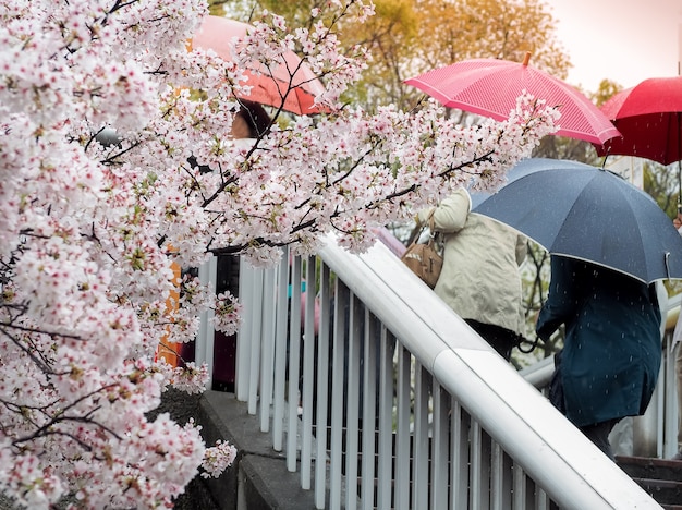 The Cherry Blossom Festival op een regenachtige dag