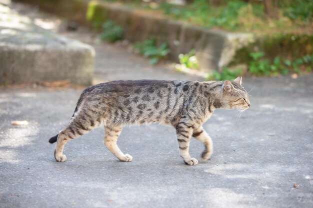 写真 街の野良猫は冒険を求めて道を歩く