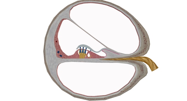 사진 코클레아 는 청각 에 관여 하는 내부 귀 의 부분 이다