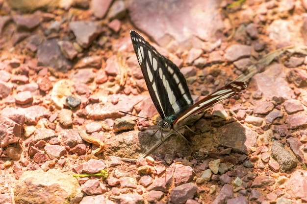 写真 グライダー (neptis sappho)