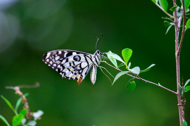 The Common Lime Butterfly