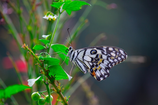 The Common Lime Butterfly