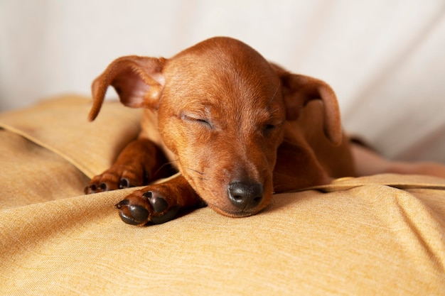 写真 ペットへの思いやりと気配りのコンセプト チャーミングな子犬が眠る