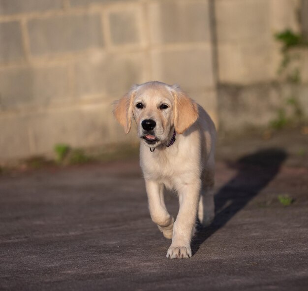 写真 私の子犬のデクスターの 狂った幸せな遊び ゴールデン・レトリバー