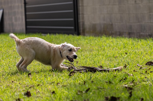 写真 私の子犬のデクスターの 狂った幸せな遊び ゴールデン・レトリバー