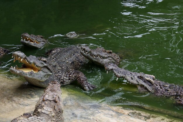 Фото Крокодил плавает по реке возле канала
