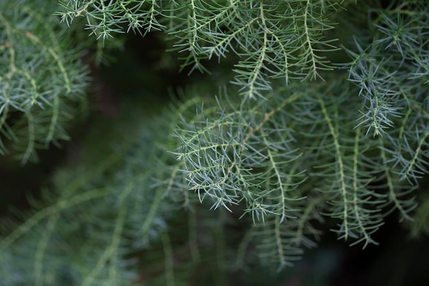 사진 크립토메리아 (cryptomeria japonica cristata) 는 전형적인 코끼리 을 가진 일본 시더 나무입니다.