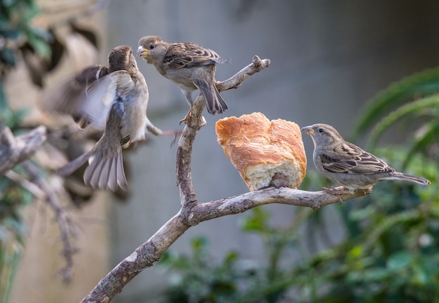 写真 スズメなどのさまざまな鳥