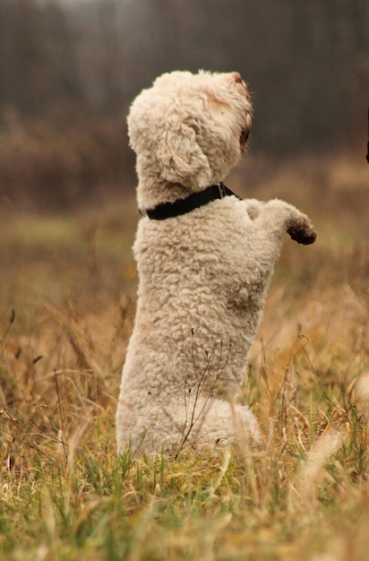 写真 犬は野原で乞食をします